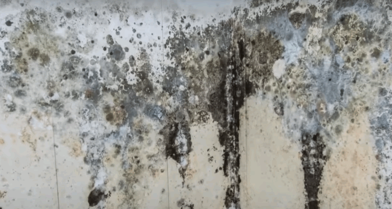 Mold after leak
