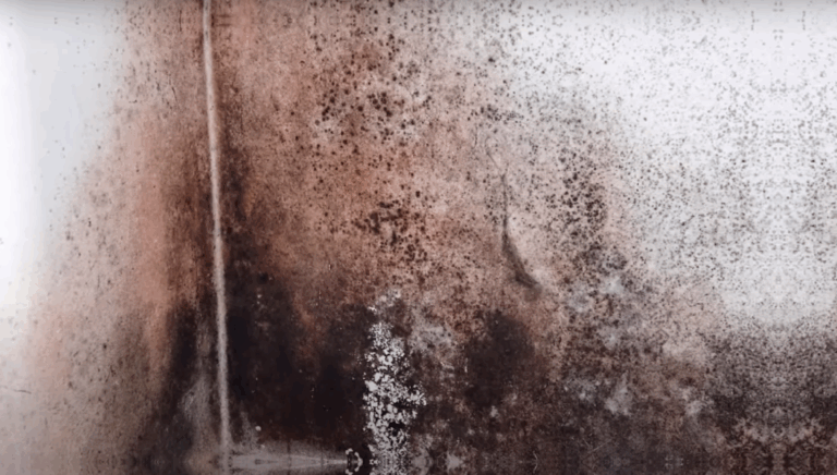 mold growing after water damage