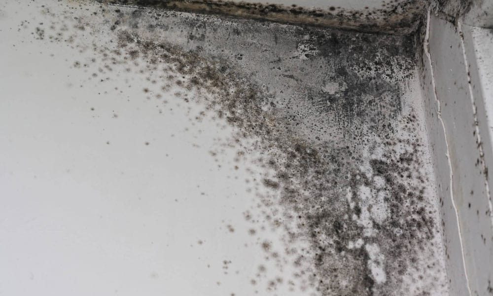 Mold in the corner of a white room