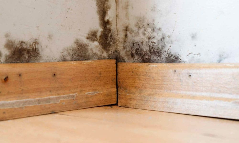 Corner of a white and partially wooden wall with brownish-black molds